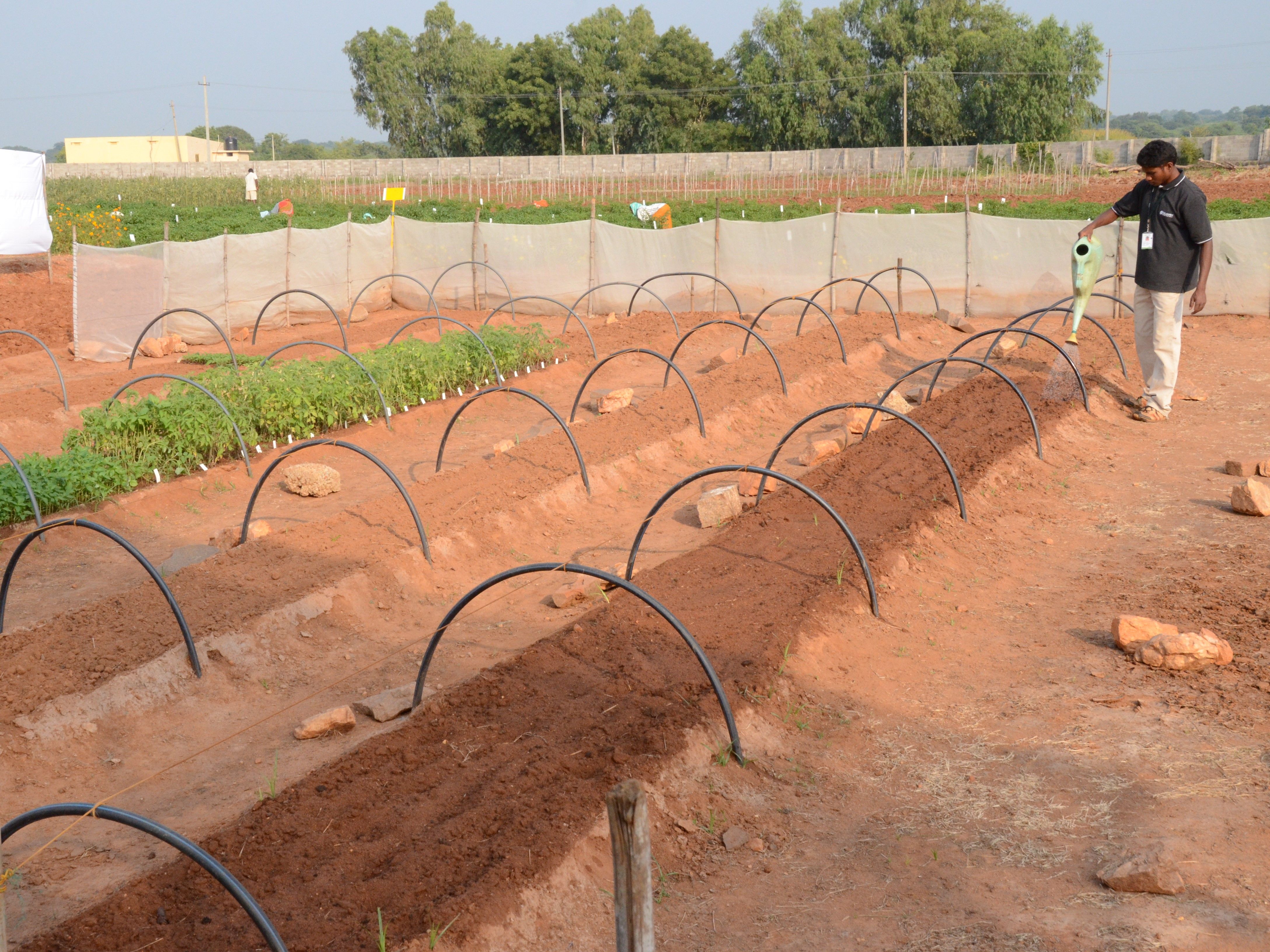 Visuel Limagrain