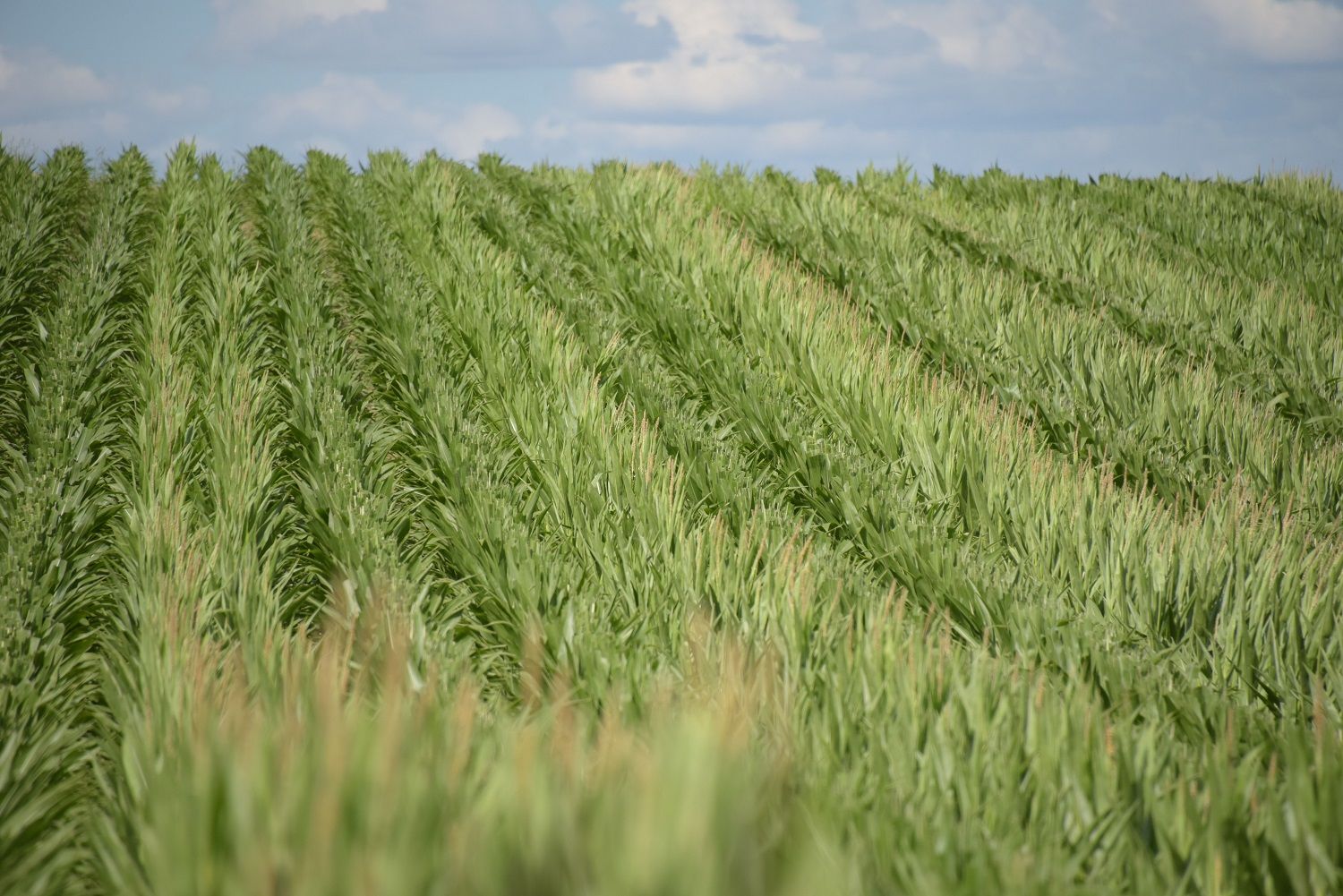 Limagrain