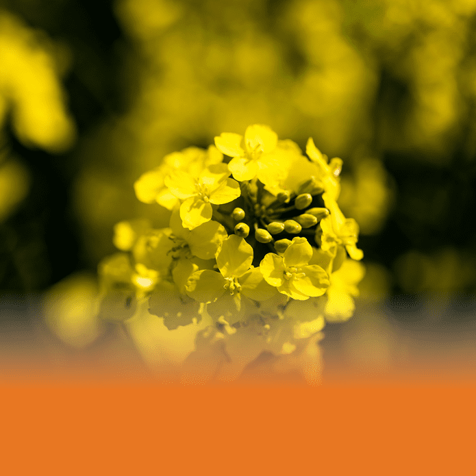 Leader in rapeseed