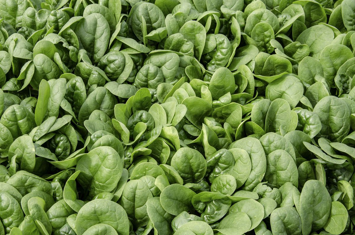 Visuel Spinach
