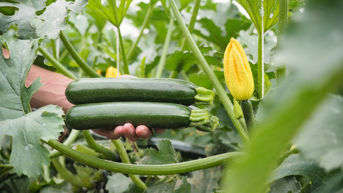 Visuel Zucchini